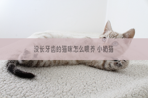 没长牙齿的猫咪怎么喂养 小奶猫喂养指南