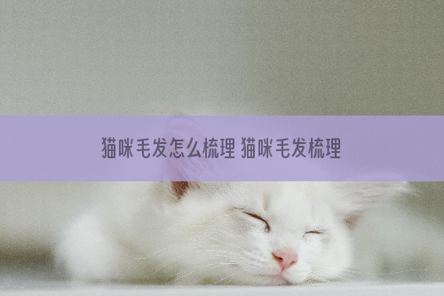 猫咪毛发怎么梳理 猫咪毛发梳理步骤