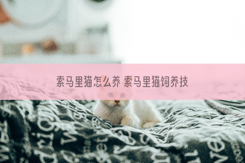 索马里猫怎么养 索马里猫饲养技巧