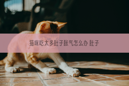 猫咪吃太多肚子胀气怎么办 肚子胀气调理方法