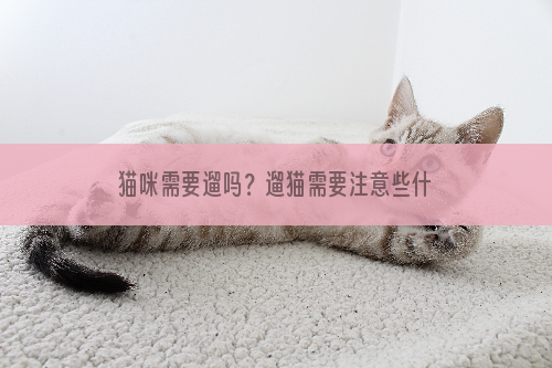 猫咪需要遛吗？遛猫需要注意些什么