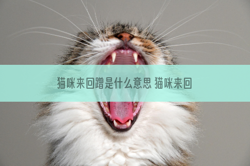猫咪来回蹭是什么意思 猫咪来回蹭含义介绍