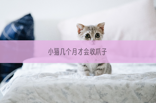 小猫几个月才会收爪子