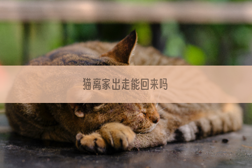 猫离家出走能回来吗