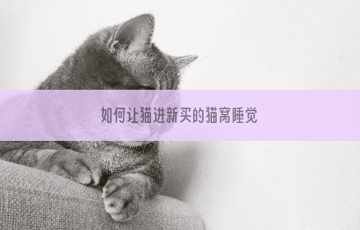如何让猫进新买的猫窝睡觉