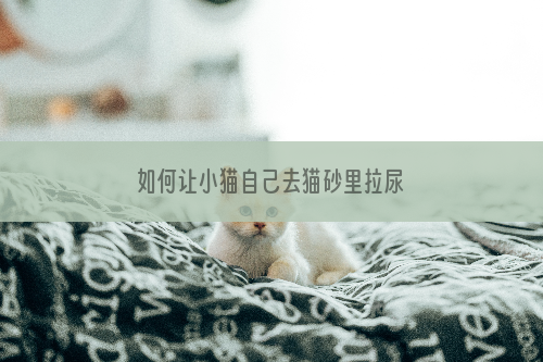 如何让小猫自己去猫砂里拉尿