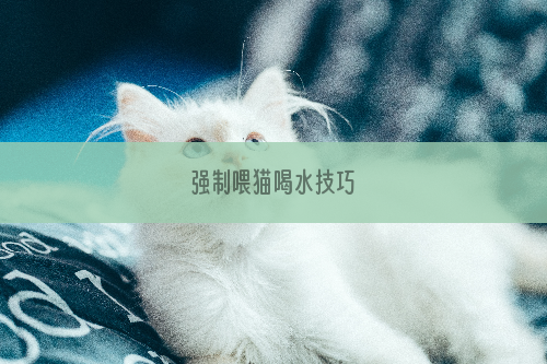 强制喂猫喝水技巧