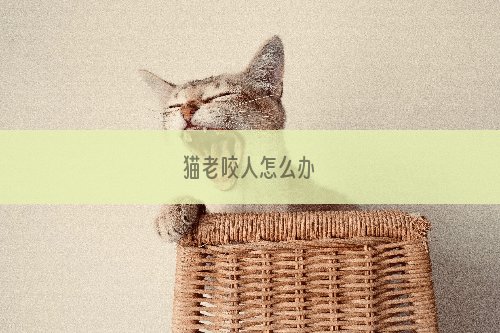 猫老咬人怎么办