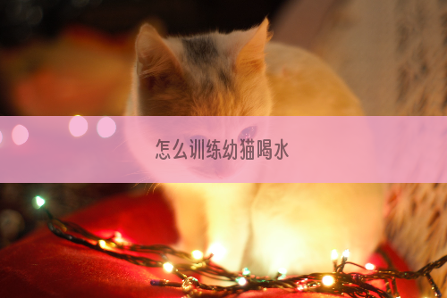 怎么训练幼猫喝水