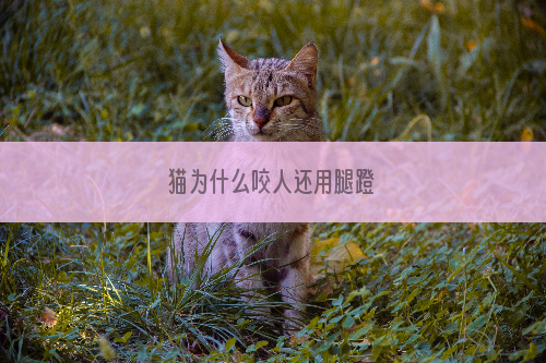 猫为什么咬人还用腿蹬