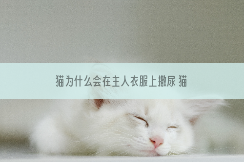 猫为什么会在主人衣服上撒尿 猫为什么喜欢在主人衣服上尿
