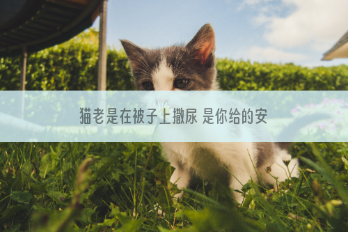 猫老是在被子上撒尿 是你给的安全感不够