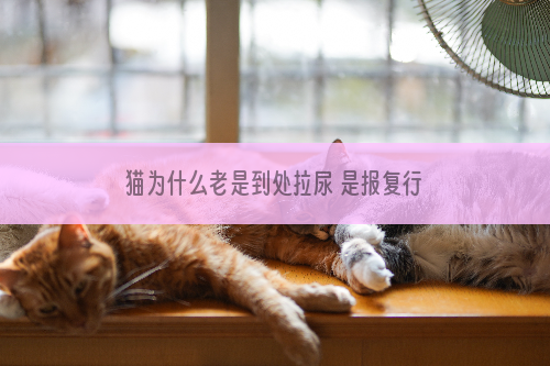 猫为什么老是到处拉尿 是报复行为吗？