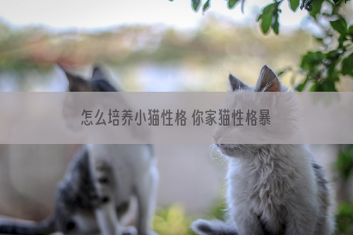 怎么培养小猫性格 你家猫性格暴躁吗