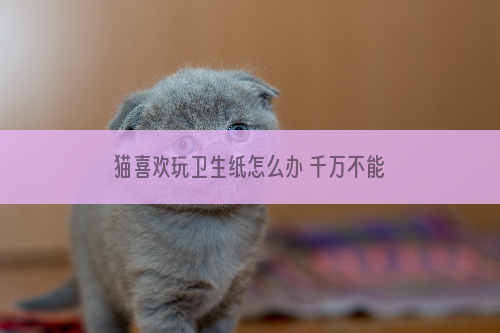 猫喜欢玩卫生纸怎么办 千万不能放任它继续了！