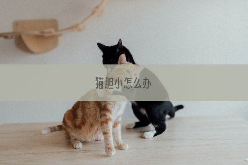 猫胆小怎么办
