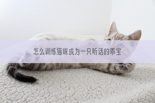 怎么训练猫咪成为一只听话的乖宝宝