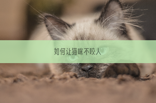 如何让猫咪不咬人