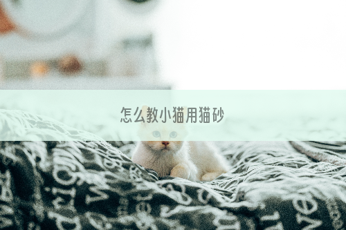 怎么教小猫用猫砂