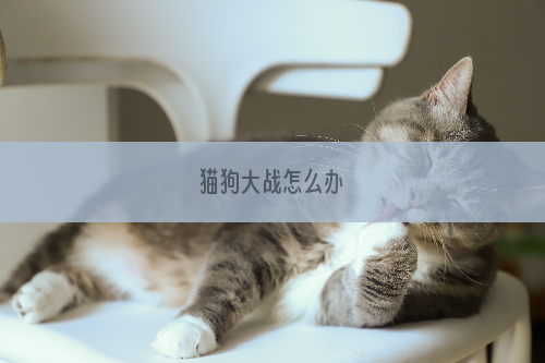 猫狗大战怎么办