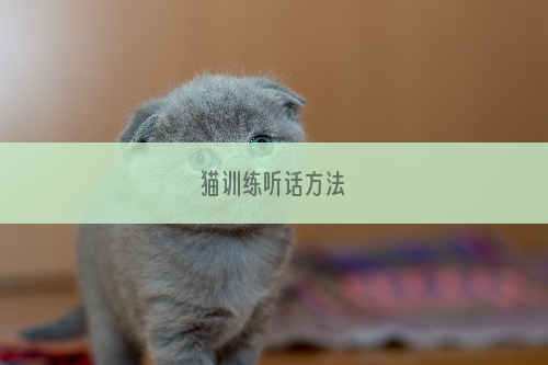 猫训练听话方法