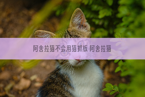 阿舍拉猫不会用猫抓板 阿舍拉猫猫抓板使用训练