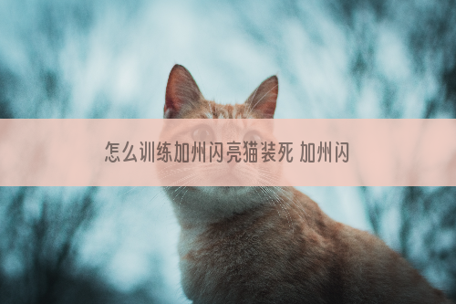 怎么训练加州闪亮猫装死 加州闪亮猫装死训练