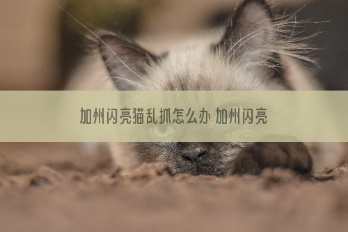 加州闪亮猫乱抓怎么办 加州闪亮猫不乱抓解决办法