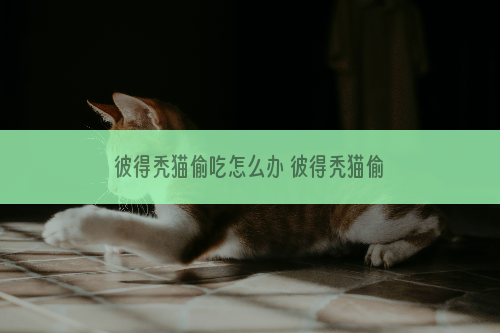 彼得秃猫偷吃怎么办 彼得秃猫偷吃东西原因