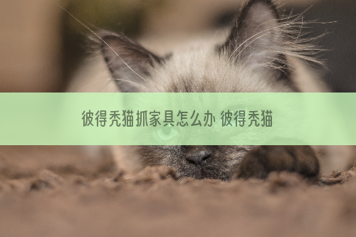 彼得秃猫抓家具怎么办 彼得秃猫不抓家具训练方法