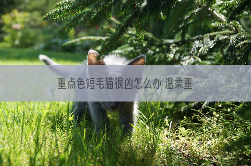 重点色短毛猫很凶怎么办 温柔重点色短毛猫训练法