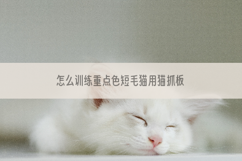 怎么训练重点色短毛猫用猫抓板