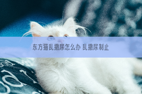 东方猫乱撒尿怎么办 乱撒尿制止方法