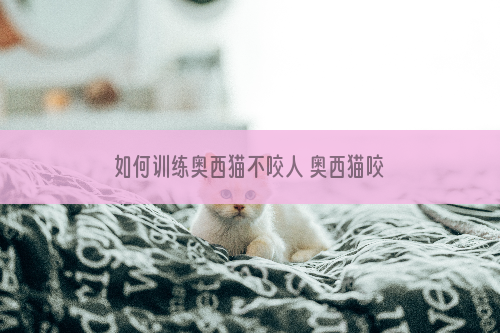 如何训练奥西猫不咬人 奥西猫咬人纠正方法