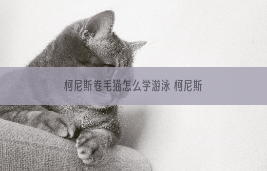 柯尼斯卷毛猫怎么学游泳 柯尼斯卷毛猫游泳训练