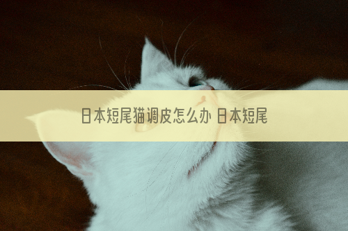 日本短尾猫调皮怎么办 日本短尾猫乖巧训练方法