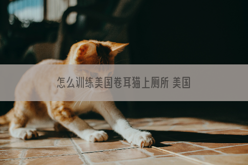 怎么训练美国卷耳猫上厕所 美国卷耳猫上厕所训练