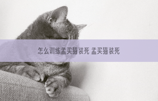怎么训练孟买猫装死 孟买猫装死训练