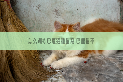 怎么训练巴厘猫睡猫窝 巴厘猫不睡猫窝解决办法