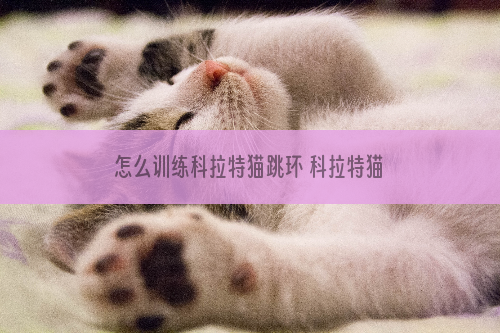 怎么训练科拉特猫跳环 科拉特猫跳环训练