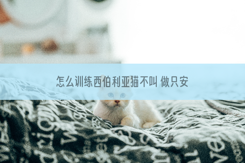 怎么训练西伯利亚猫不叫 做只安静的西伯利亚猫