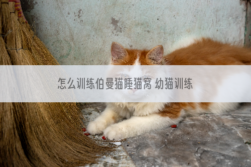 怎么训练伯曼猫睡猫窝 幼猫训练时注意事项