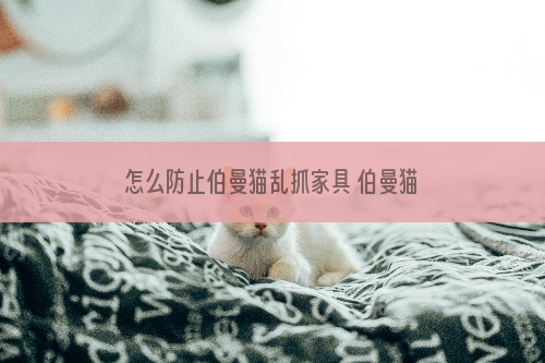 怎么防止伯曼猫乱抓家具 伯曼猫乱抓家具制止方法