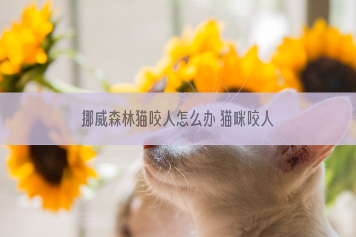 挪威森林猫咬人怎么办 猫咪咬人训斥方法