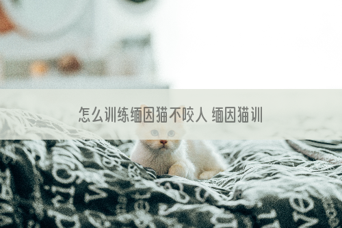 怎么训练缅因猫不咬人 缅因猫训练方法