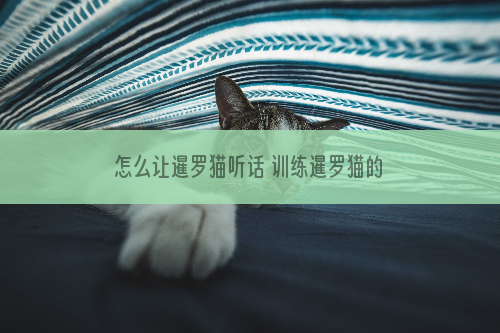 怎么让暹罗猫听话 训练暹罗猫的方法