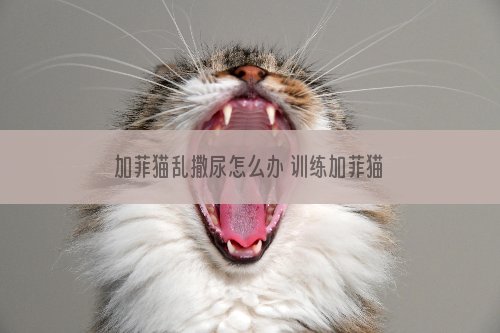 加菲猫乱撒尿怎么办 训练加菲猫不乱撒尿四个方法