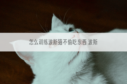 怎么训练波斯猫不偷吃东西 波斯猫偷吃东西解决办法