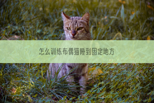 怎么训练布偶猫睡到固定地方