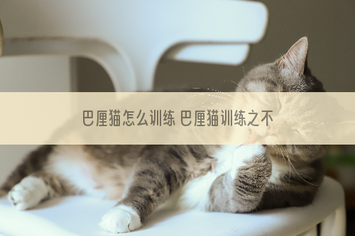 巴厘猫怎么训练 巴厘猫训练之不乱叫